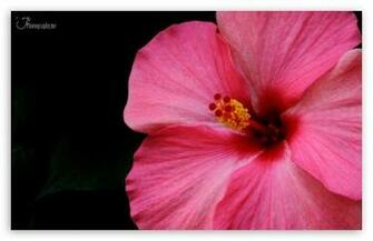 Hibiscus Wallpaper