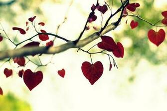 Heart Shaped Leaf Branch Wallpaper Bestwallsite
