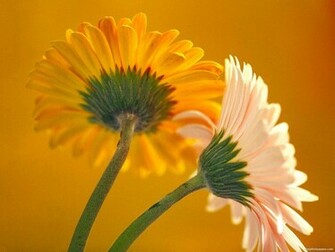 Gerbera Daisies Wallpaper
