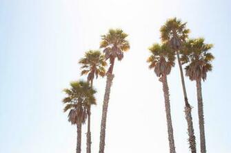 California Palm Trees Wallpaper Palms By