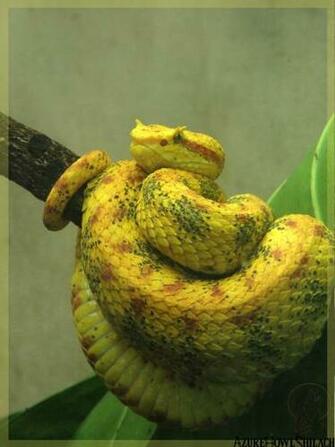 Denver Zoo Eyelash Viper By Azurehowlshilach