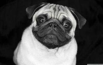 Pug In Black And White 4k HD Desktop Wallpaper For Ultra