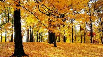 Nature Background Wallpaper Amazing