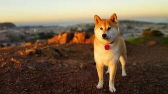 Anime Dog Shiba Inu Wallpaper HD Desktop And Mobile