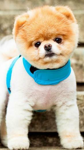 Cute Pomeranian Wallpaper iPhone