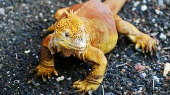 Lizards Image Iguana HD Wallpaper And Background Photos
