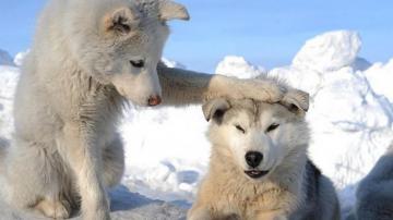 Two Husky Puppies