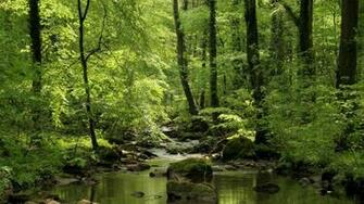 Forest Stream Wallpaper