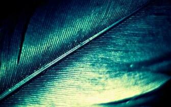 Feather HD Wallpaper