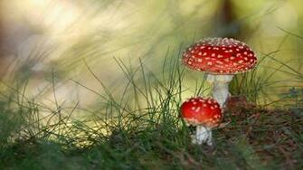 Small Mushrooms Wallpaper HD