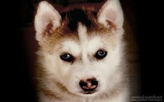 Husky Puppy Dogs Wallpaper