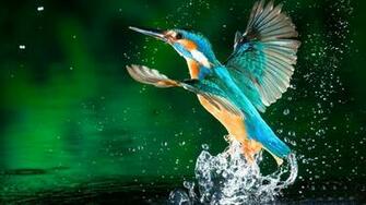 Kingfisher Birds HD Wallpaper