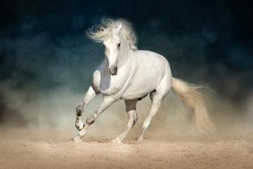 White Andalusian Horse High Quality Wall Murals With