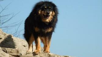 Tibetan Mastiff Wallpaper Desktop Image