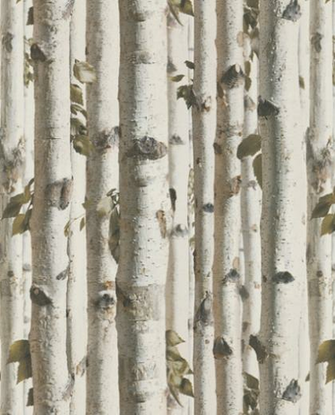Black And White Birch Tree