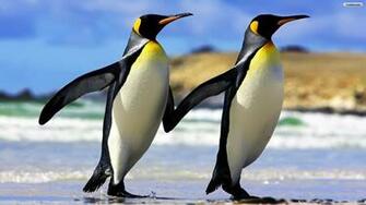 Emperor Penguins Wallpaper