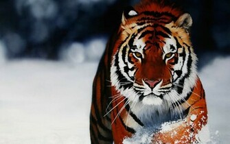 Funny Animal Desktop Background Image
