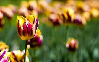 Spring Tulips Wallpaper Stock Photos