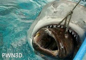 Big Fish Pictures Crazy Fun Funny