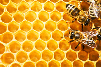Bee Insect Bees Wallpaper HD