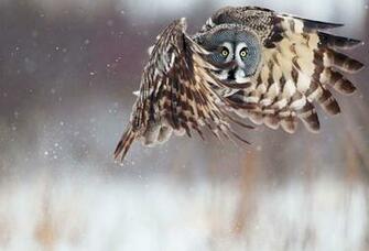 Wallpaper Bird Owl Snow Winter Desktop Animals