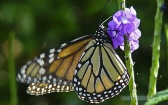 Monarch Butterfly Wallpaper HD In Animals Imageci
