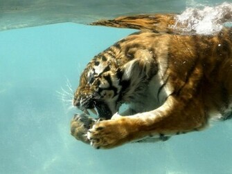 Tiger Shark Wallpaper