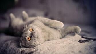 Best Scottish Fold Wallpaper Fiction Avenged
