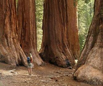 What Are The Different Types Of Redwood Trees With Pictures