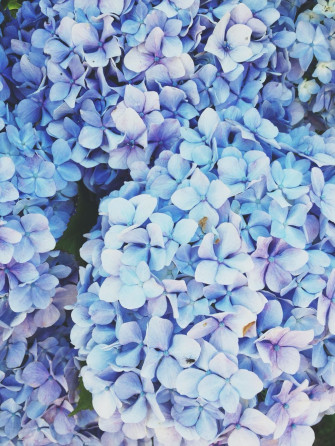 Blue Aesthetic Flowers Wallpaper By Asauve19