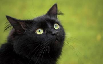 Black Cat With Green Eyes Wallpaper For