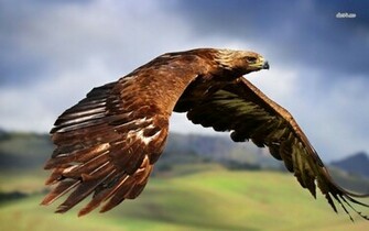 Golden Eagle Wallpaper Animal