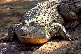Alligator Reptile HD Photos Wallpaper