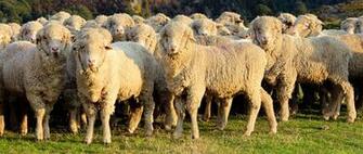 Merino Sheep HD Wallpaper