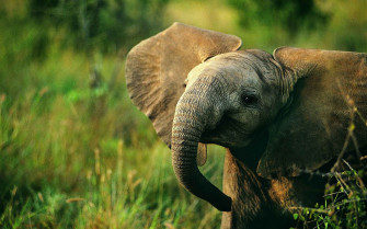 Elephant Background Wallpaper