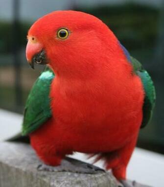 Male One Of These Beautiful Birds Uses The Bird Bath In My Garden