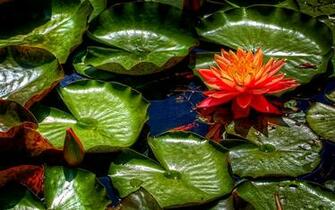 Lily Pad Wallpaper