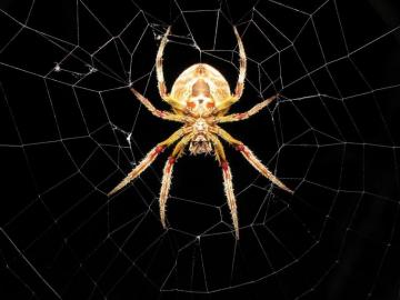 Spiders Spider Webs Arachnids Wallpaper High Quality
