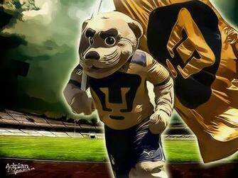 Pumas Jpeg
