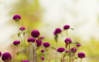Purple Garden Flowers Wallpaper HD
