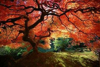Japanese Maple1 Jpg