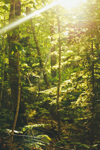 Summer Forest Pictures Image