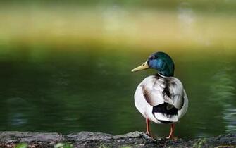 Mallard Computer Wallpaper Desktop Background