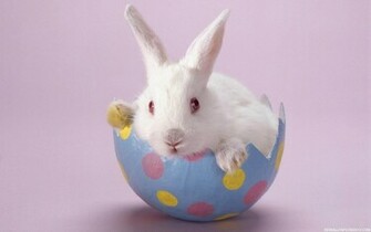 White Rabbit Wallpaper HD