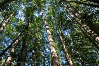 Redwood Trees Wallpaper