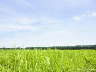 Grassland Wallpaper