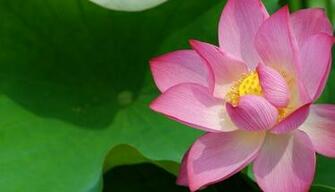 Pink Lotus Flower Wallpaper Pictures Image