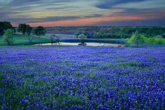 Springtime Sunset In Texas Bluebonnet Wildflowers Landscape