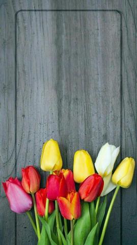 Tulip Wallpaper On