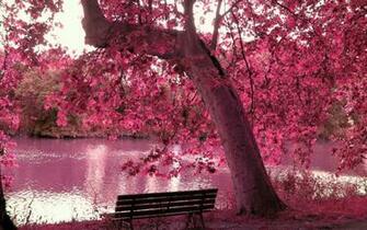 Related Searches For Cherry Blossom Tree At Night Wallpaper